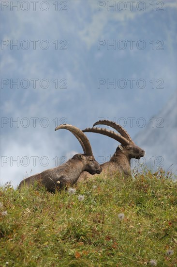 Alpine ibex