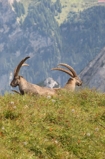 Alpine ibex