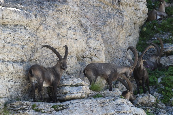 Alpine ibex