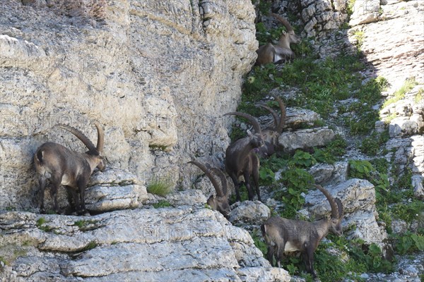 Alpine ibex