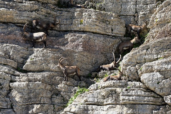 Alpine ibex