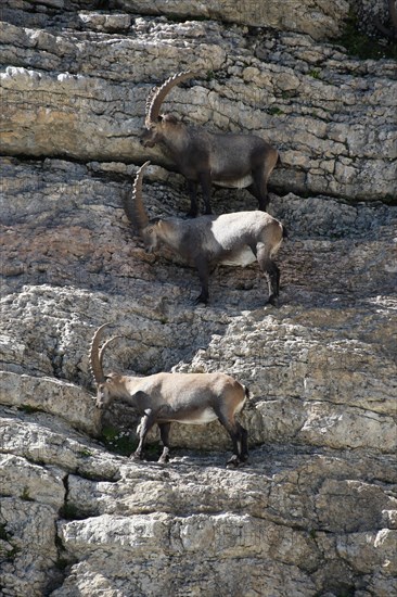 Alpine ibex