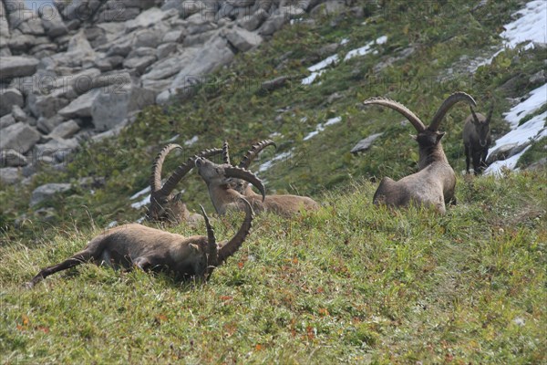 Alpine ibex