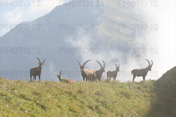 Alpine ibex