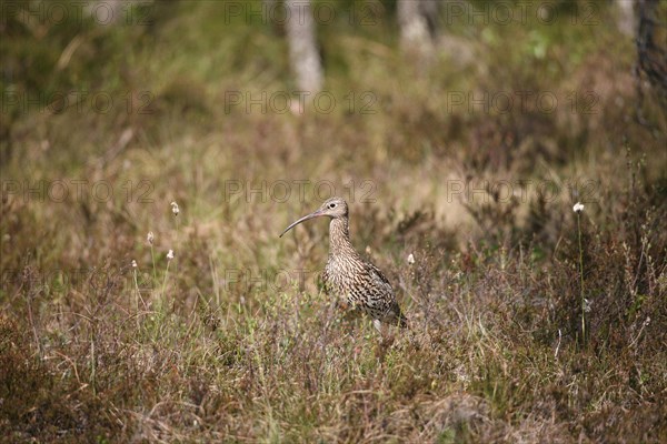 Eurasian curlew