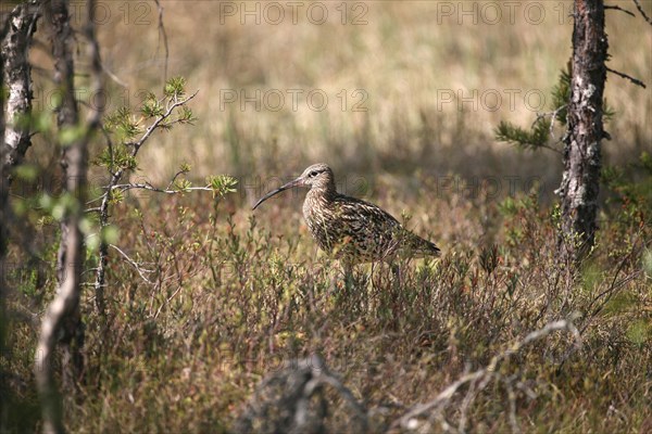 Eurasian curlew