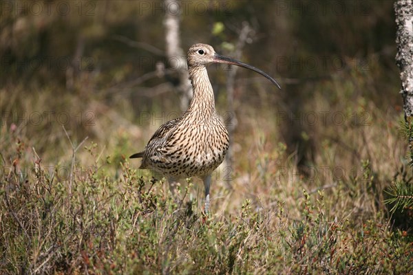 Eurasian curlew