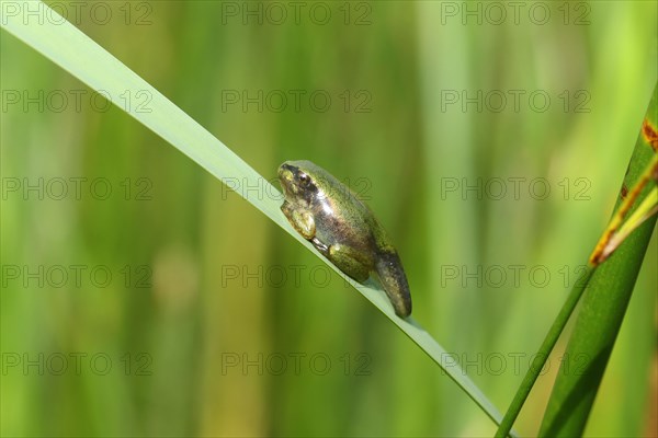 European tree frog