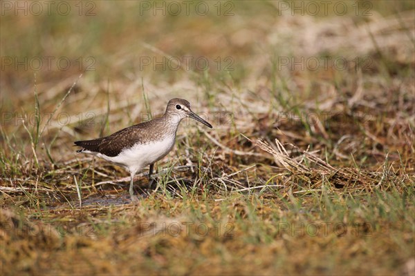 Green sandpiper