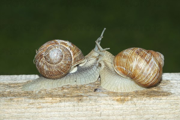 Burgundy snail