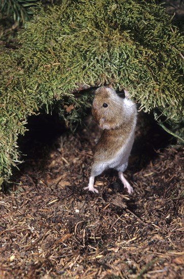 Red-backed vole