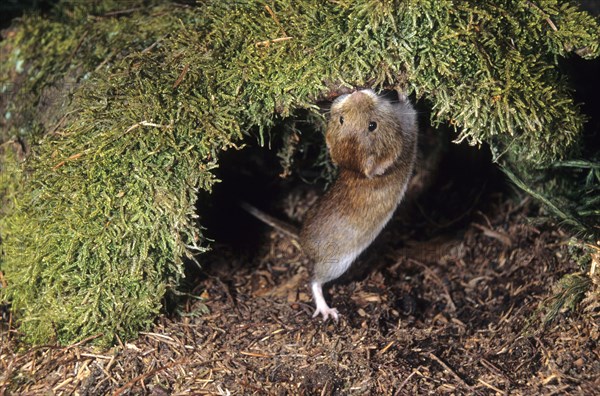 Red-backed vole