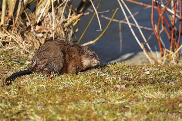 Muskrat