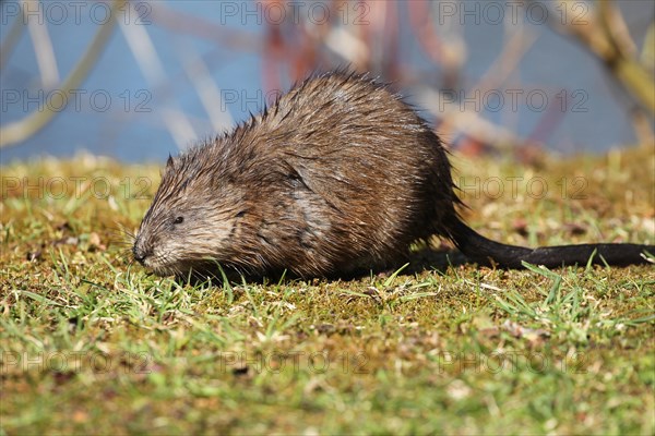 Muskrat