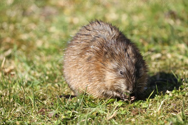 Muskrat