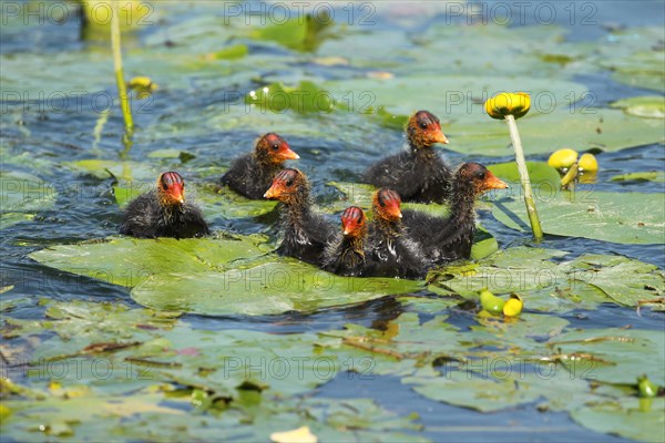 Common coot