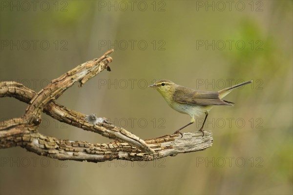 Wood Warbler