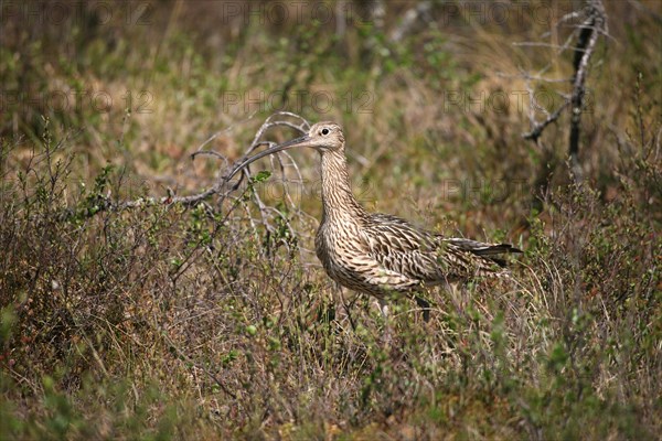 Eurasian curlew