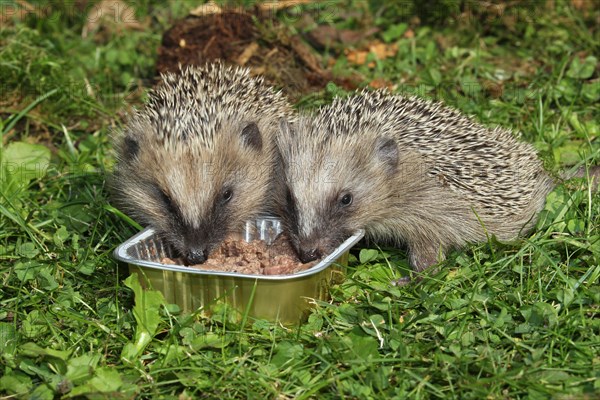 Brown-chested hedgehog