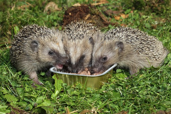 Brown-chested hedgehog