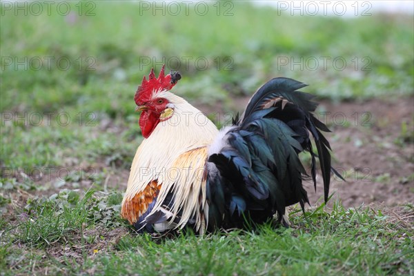 Domestic fowl