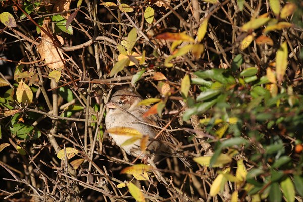 House sparrow