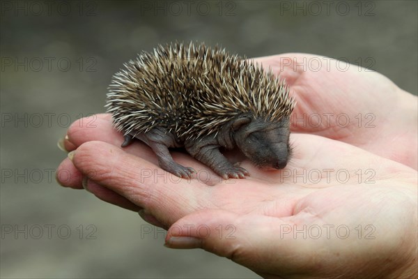 European hedgehog