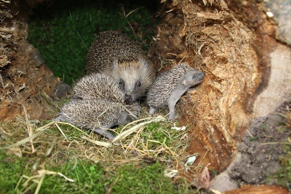 European hedgehog