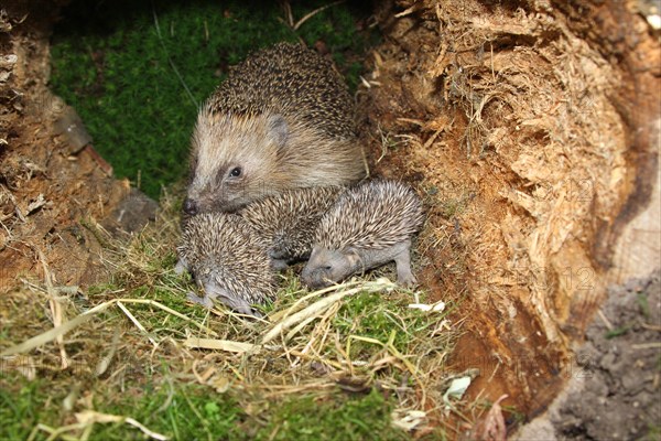 European hedgehog