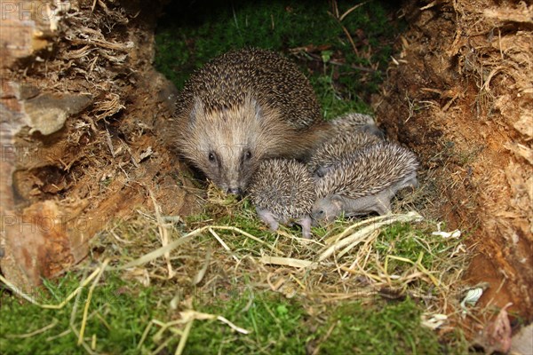 European hedgehog