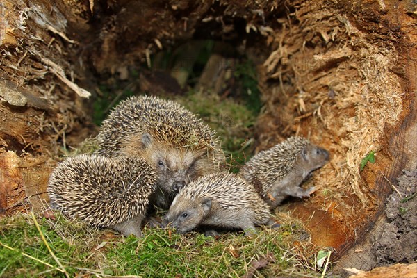 European hedgehog