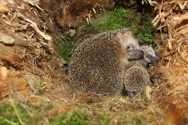 European hedgehog