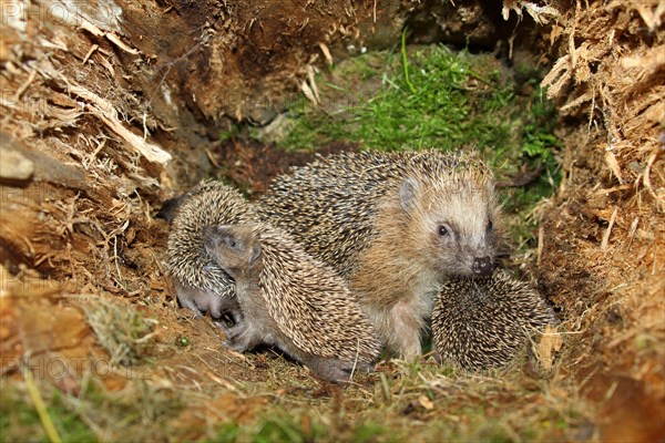 European hedgehog