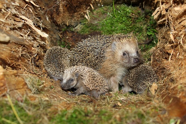 European hedgehog