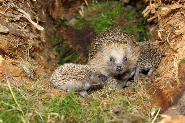 European hedgehog