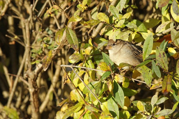 House sparrow