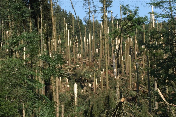 Windstorm destroys part of a spruce forest