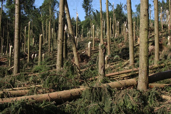 Windstorm destroys part of a spruce forest