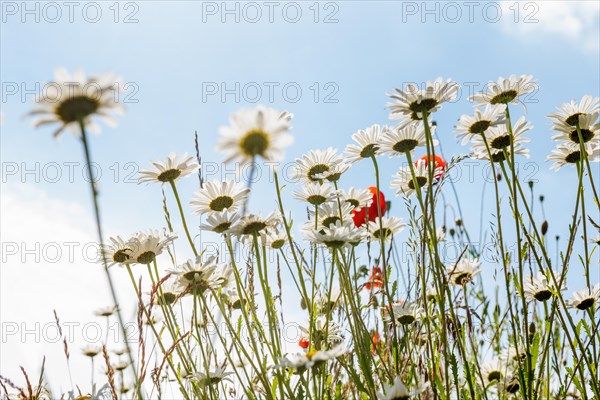 Ox-eye daisy