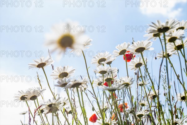 Ox-eye daisy