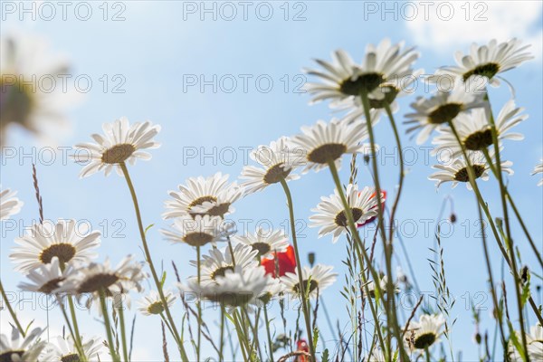 Ox-eye daisy