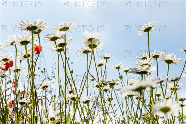 Ox-eye daisy