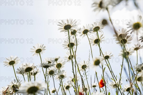 Ox-eye daisy