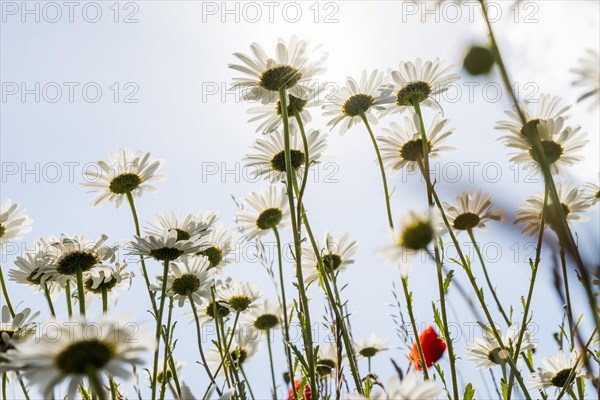 Ox-eye daisy