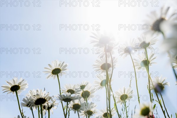 Ox-eye daisy