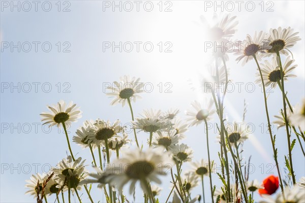 Ox-eye daisy