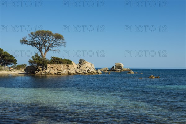 Beach and pines