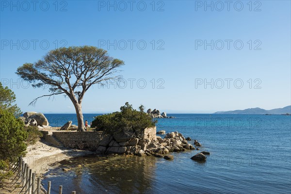 Beach and pines