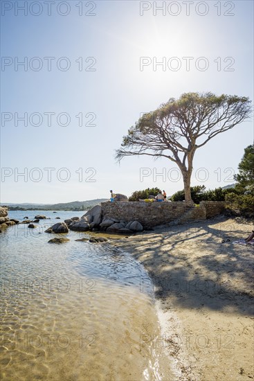 Beach and pines