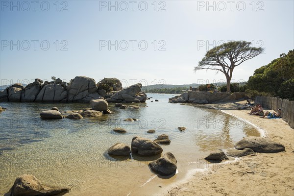 Beach and pines